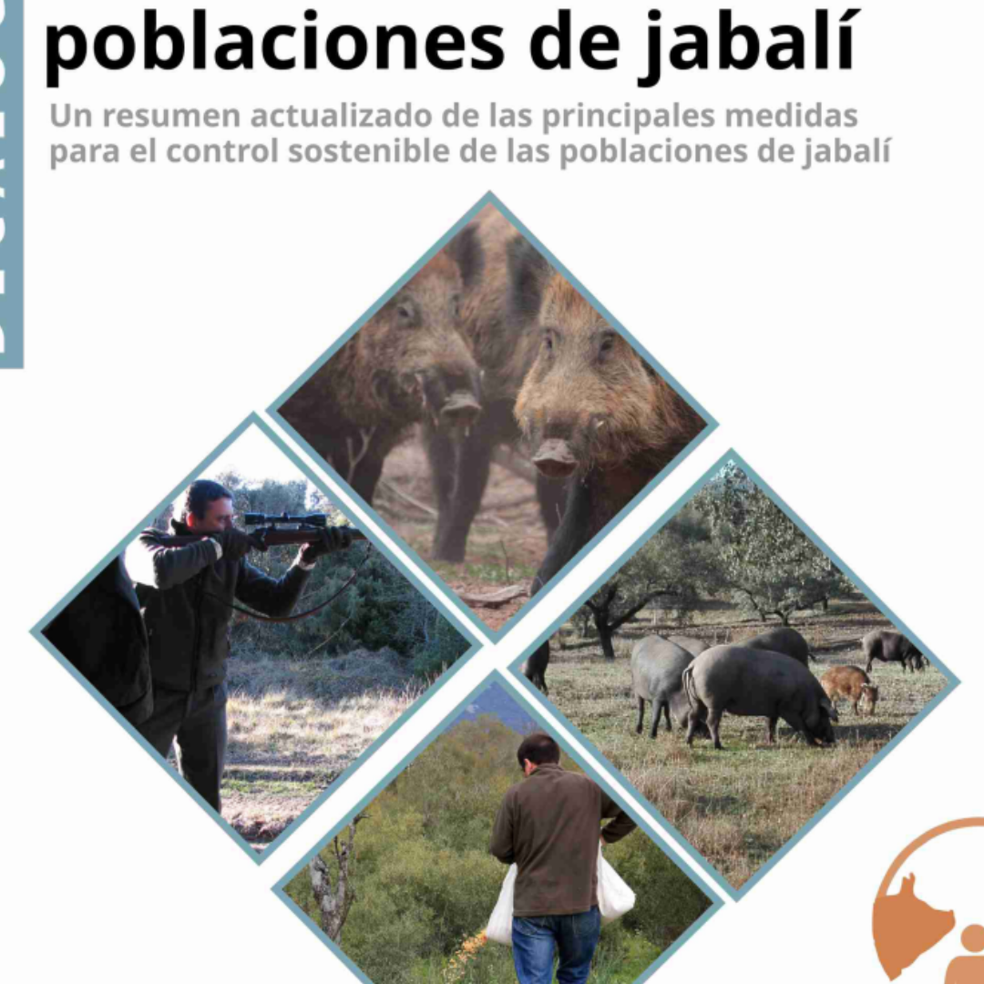 El GO PREVPA presentado un decálogo con las ‘Principales medidas para el control sostenible de las poblaciones de jabalí’