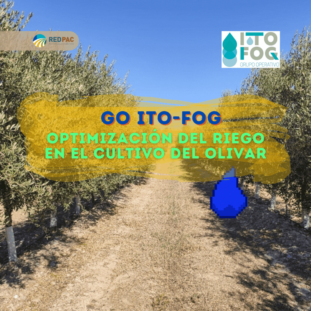 El Grupo Operativo ITO-FOG busca mejorar la calidad del aceite de oliva con una herramienta de software y menor cantidad de riego